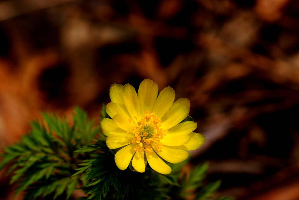 복수초 - Adonis amurensis