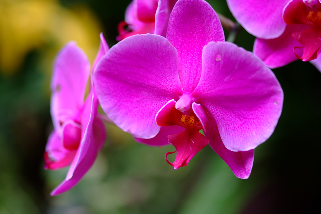 호접란 - Moth orchids, phalaenopsis
