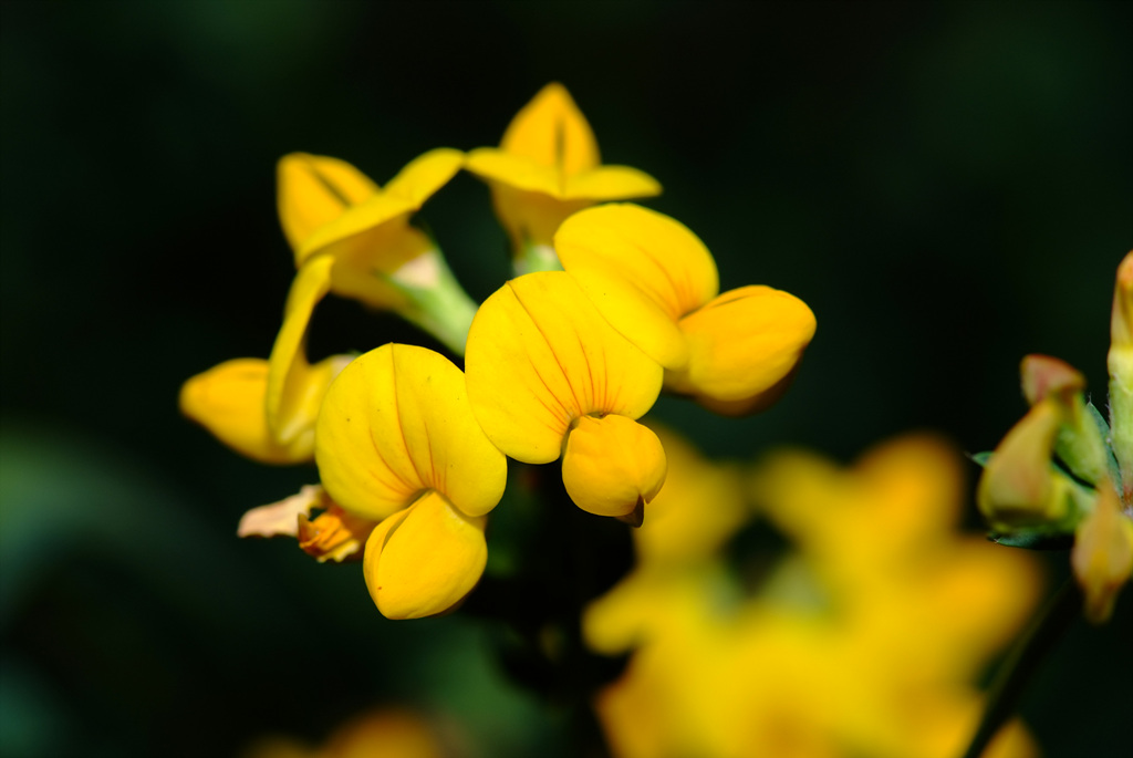 벌노랑이 - Lotus corniculatus var. japonicus