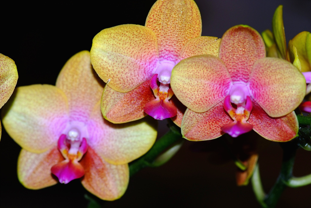 호접란 - Moth orchids, phalaenopsis