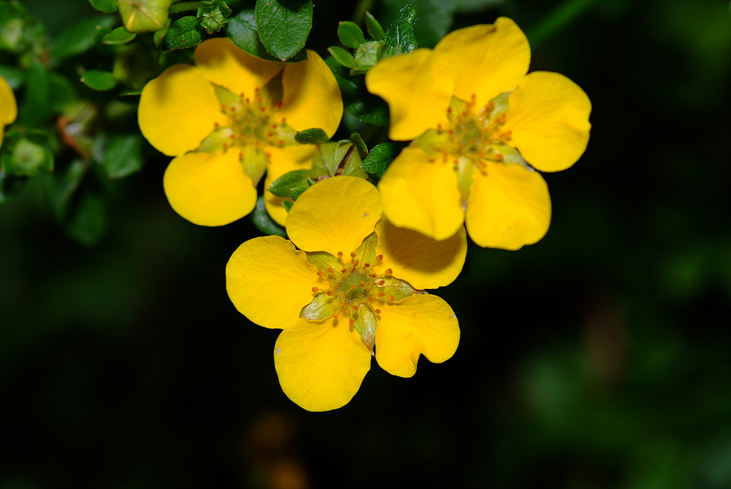 물싸리풀 - Potentilla bifurca var. glabrata Lehm.