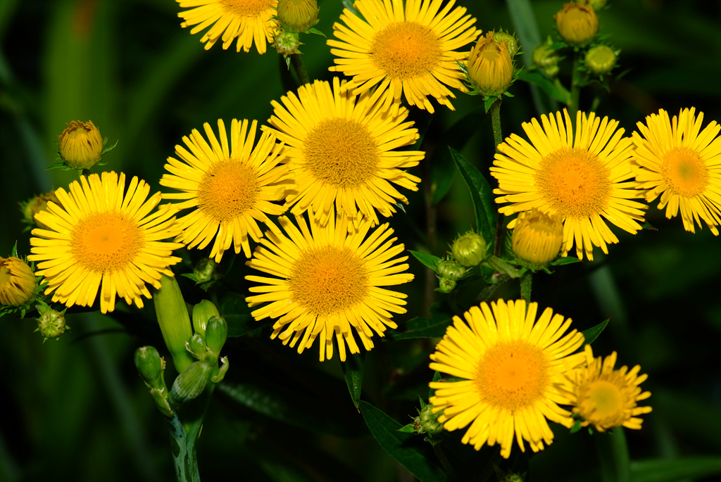 금불초 - Inula britannica var. chinensis