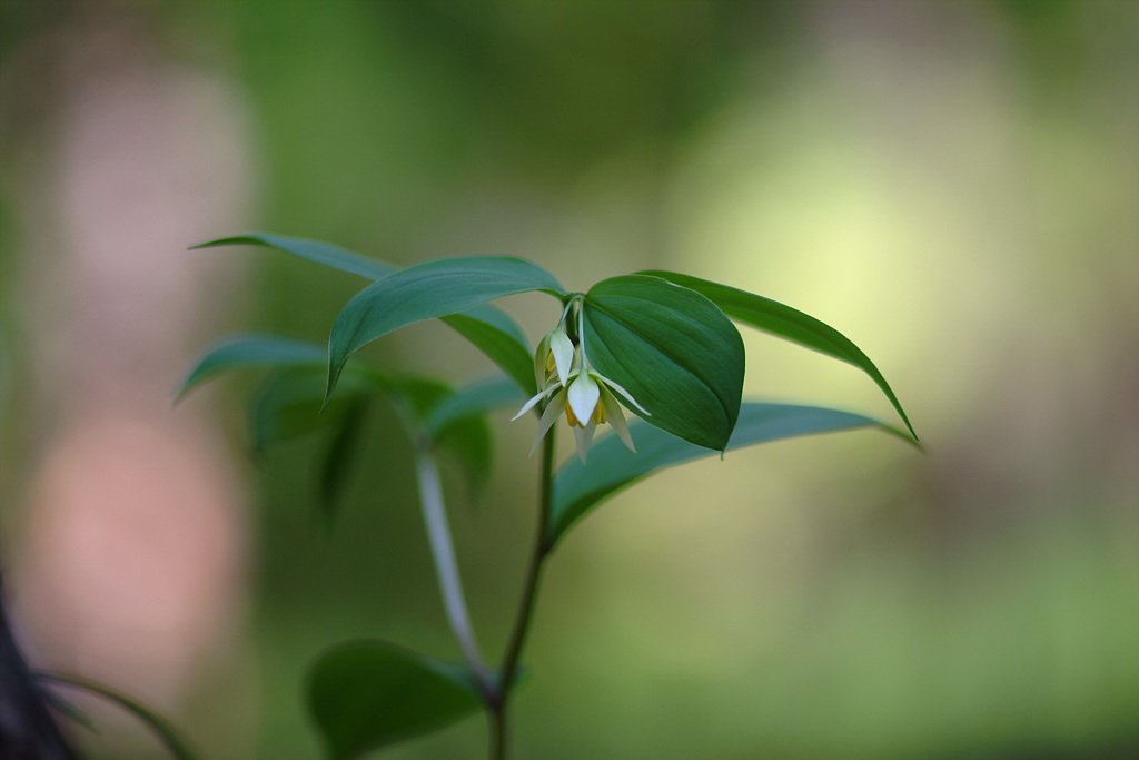 둥굴레 - ㅋㅋ, Polygonatum odoratum var.pluriflorum
