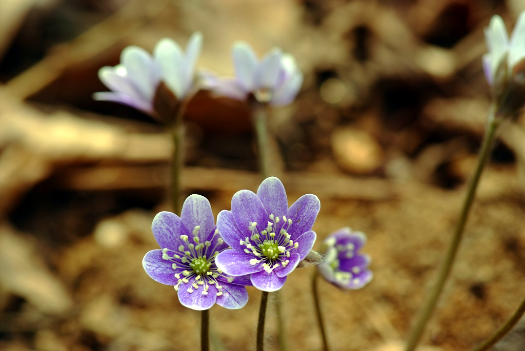 노루귀 - Hepatica asiatica Nakai, Hepatica asiatica