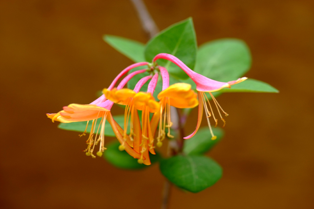 인동덩굴 - Lonicera japonica Thunb.