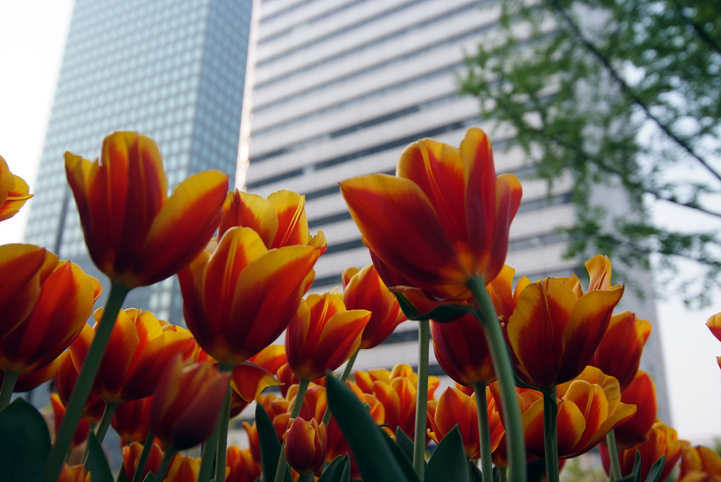 튤립 - Tulip, Tulipa gesneriana