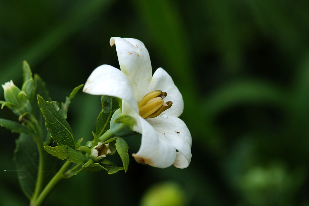 백도라지 - Platycodon grandiflorum for. albiflorum (Honda) H.Hara