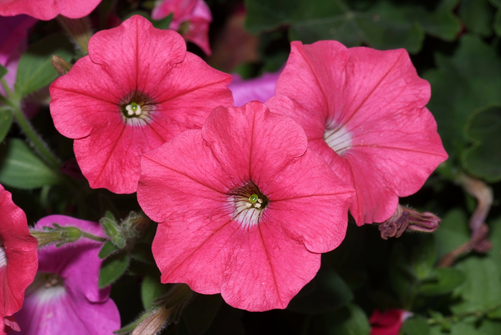 페튜니아 - Common Garden Petunia, Petunia hybrida