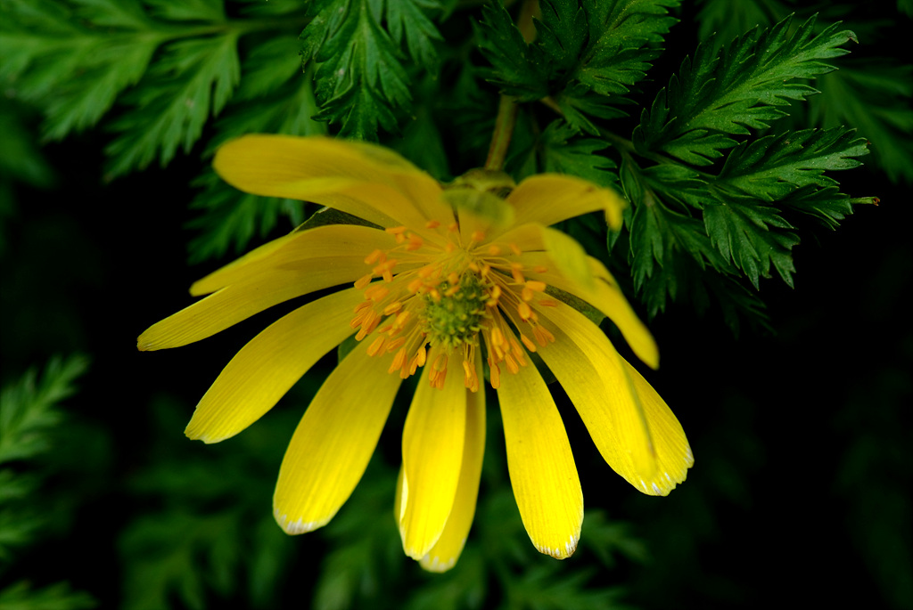 복수초 - Adonis amurensis