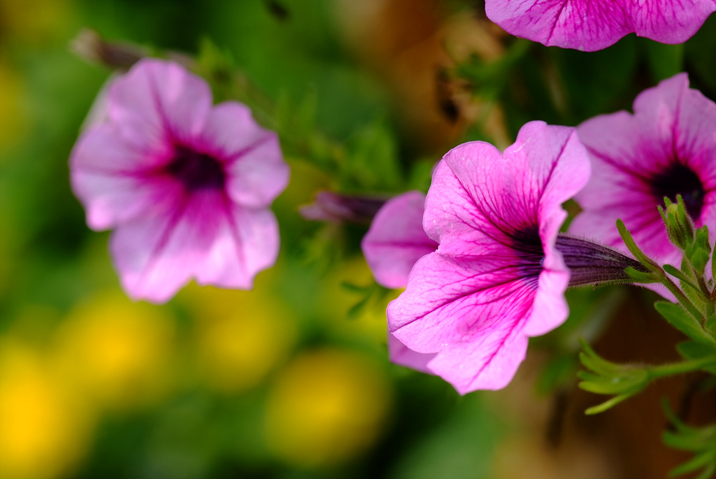 페튜니아 - Common Garden Petunia, Petunia hybrida