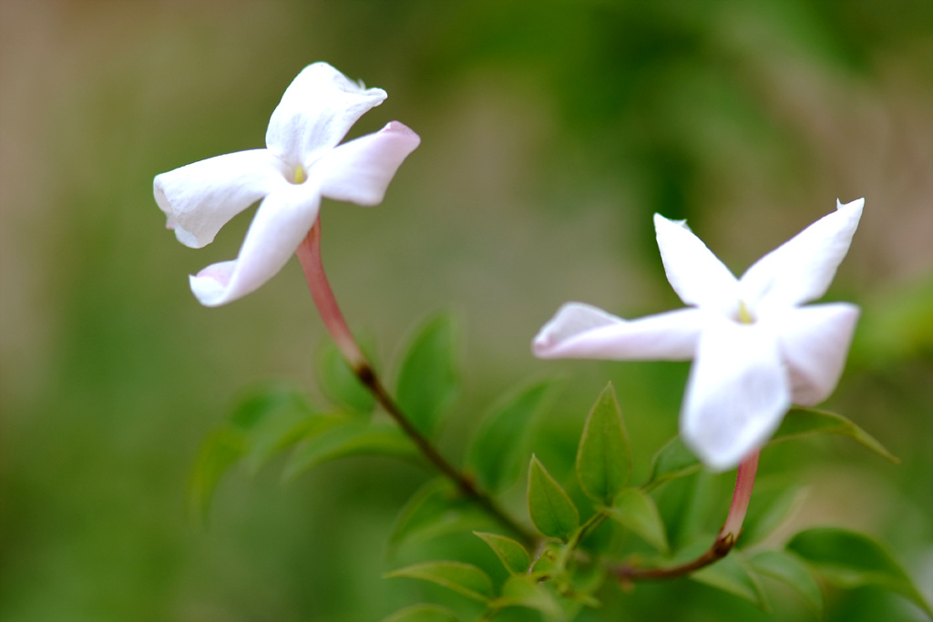 학자스민 - White Jasmine, Jasminum polyanthum Franchet