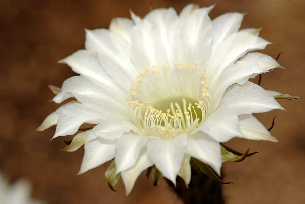 선인장 - Opuntia ficus-indica Mill.