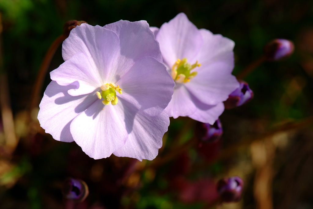 깽깽이풀 - Jeffersonia dubia