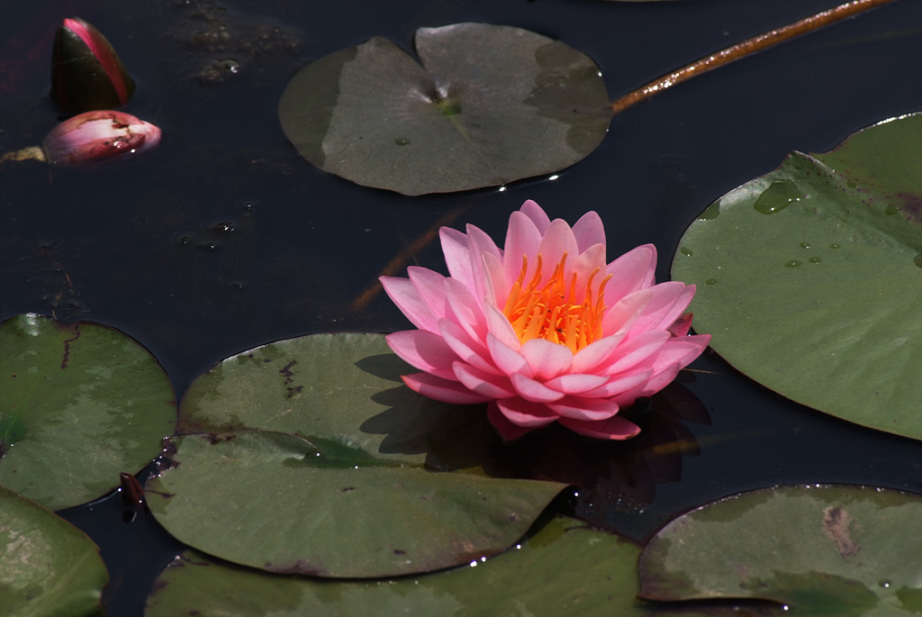연꽃 - Nelumbo nucifera