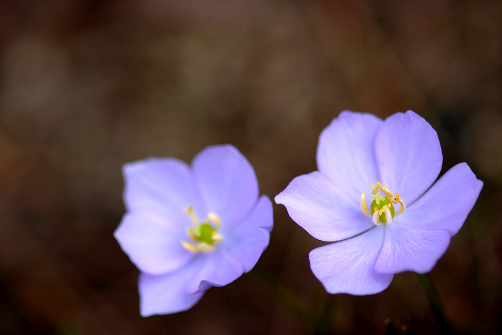깽깽이풀 - Jeffersonia dubia