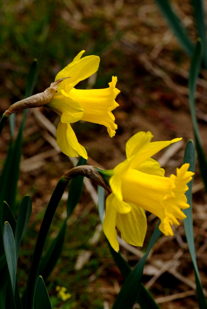 수선화 - daffodil, Narcissus tazetta var. chinensis