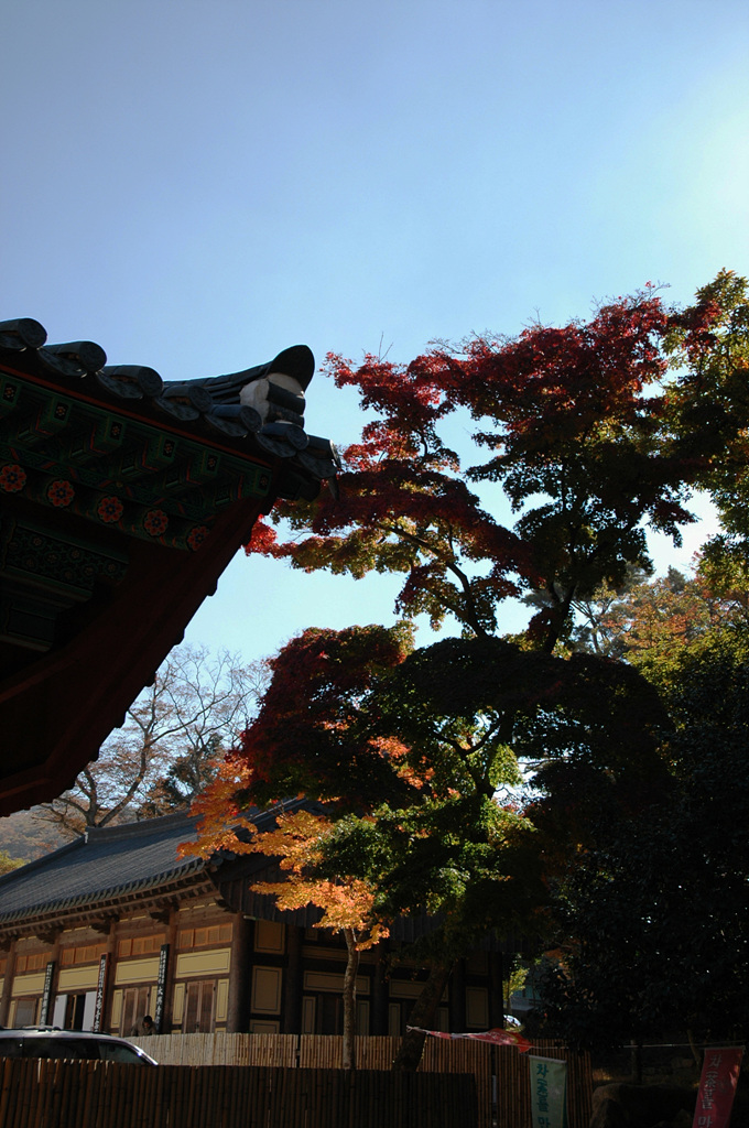단풍나무 - Acer palmatum Thunb. ex Murray, Acer palmatum Thunb. ex Murray