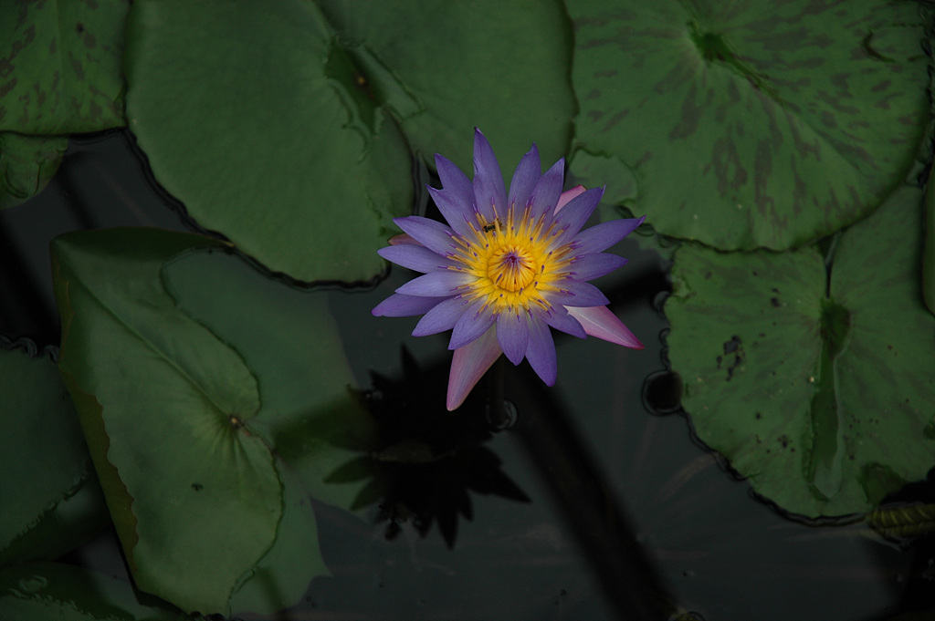 연꽃 - Nelumbo nucifera