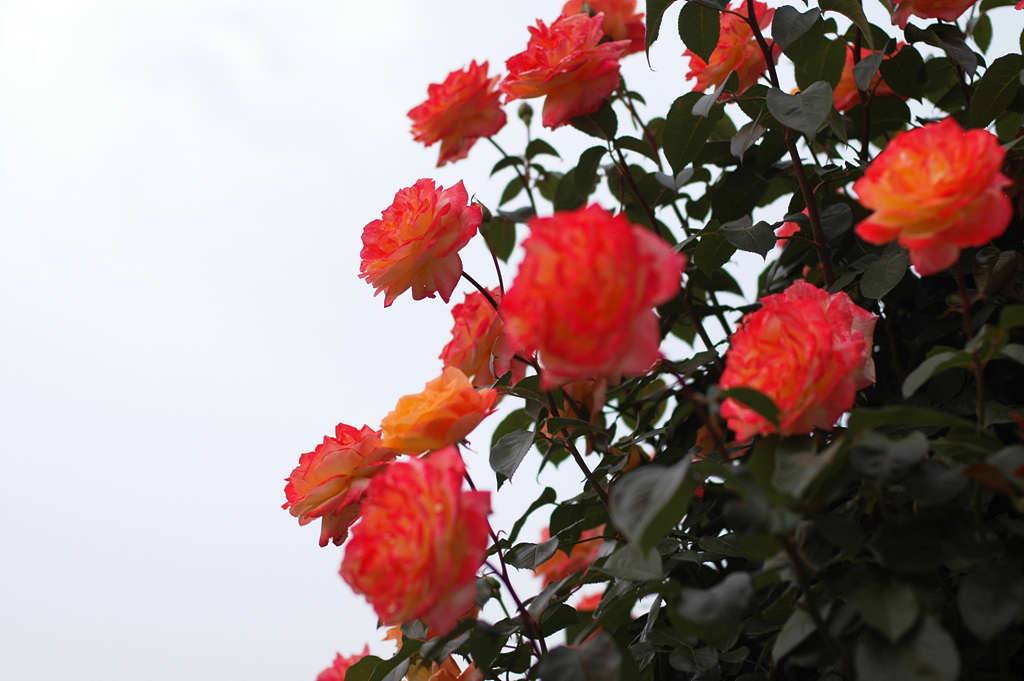 장미 - Rose, Rosa hybrida