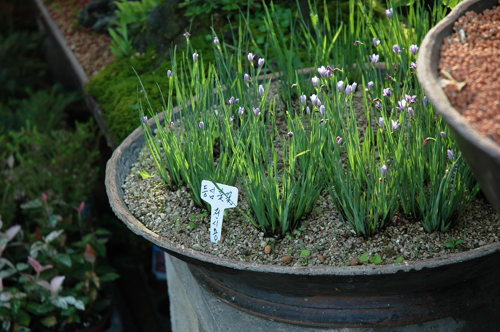 등심붓꽃 - Blue eyed grass, Sisyrinchium angustifolium