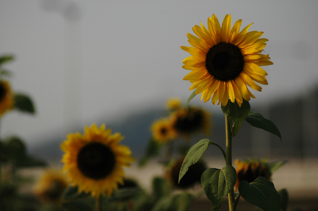 해바라기 - Sunflower, Helianthus annuus