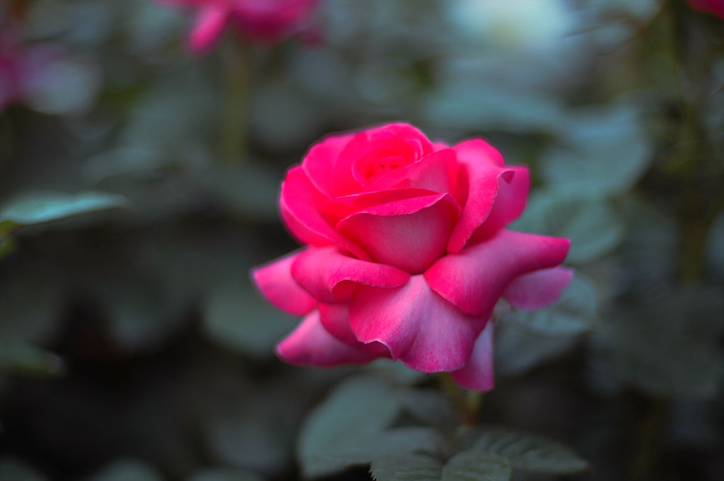 장미 - Rose, Rosa hybrida