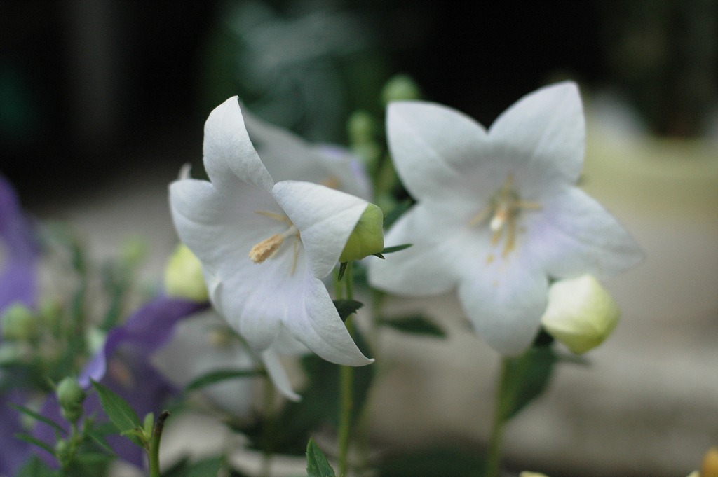 백도라지 - Platycodon grandiflorum for. albiflorum (Honda) H.Hara