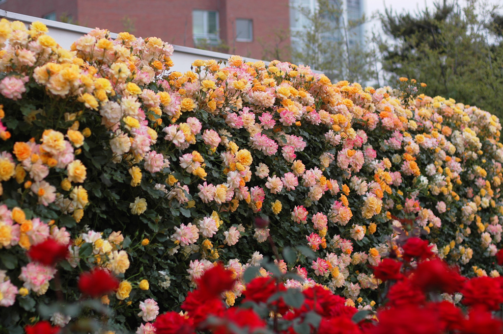 장미 - Rose, Rosa hybrida