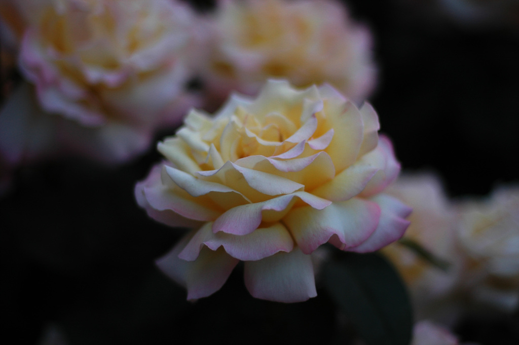 장미 - Rose, Rosa hybrida