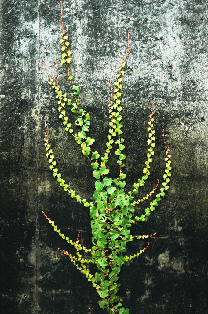 담쟁이덩굴 - Parthenocissus tricuspidata