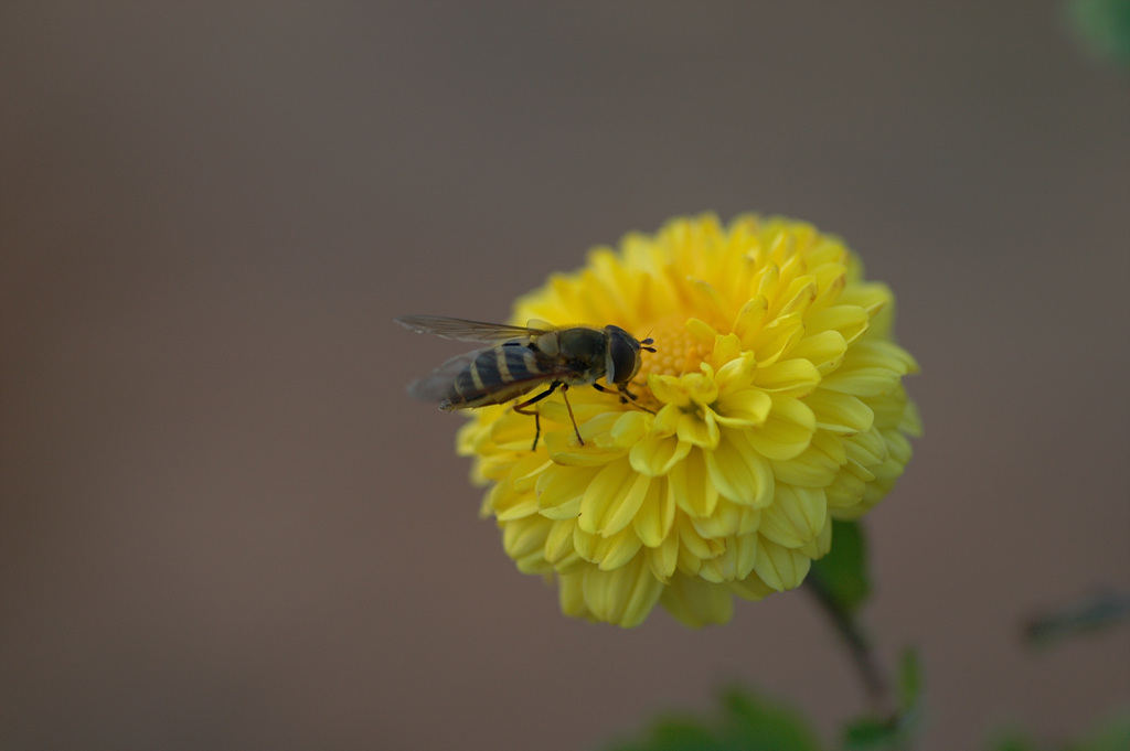 국화 - florist's daisy, hardy garden mum, Chrysanthemum morifolium Ramat.