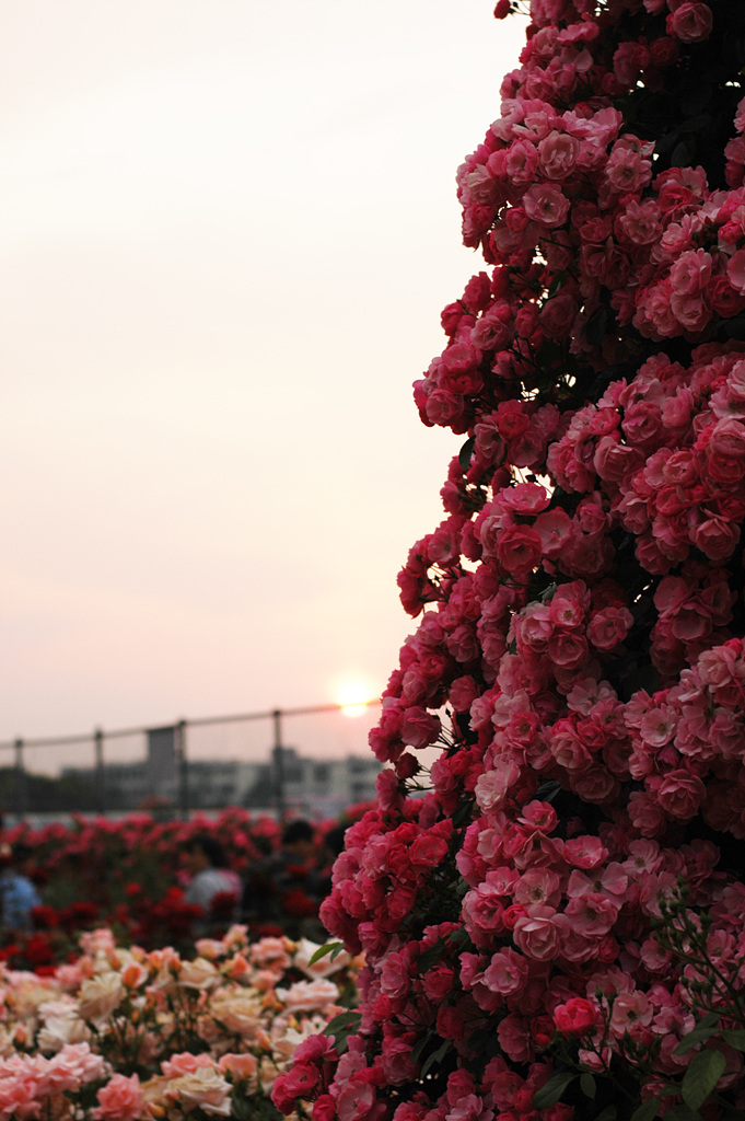장미 - Rose, Rosa hybrida