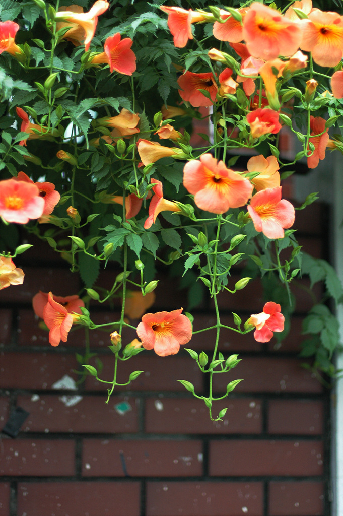 능소화 - Campsis grandifolia (Thunb.) K.Schum.