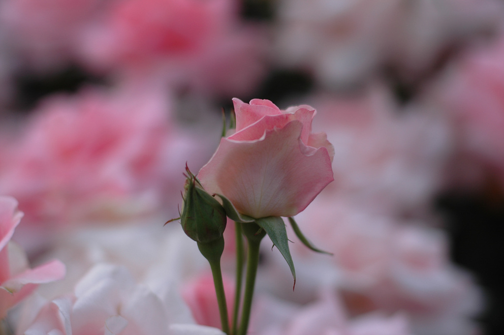 장미 - Rose, Rosa hybrida