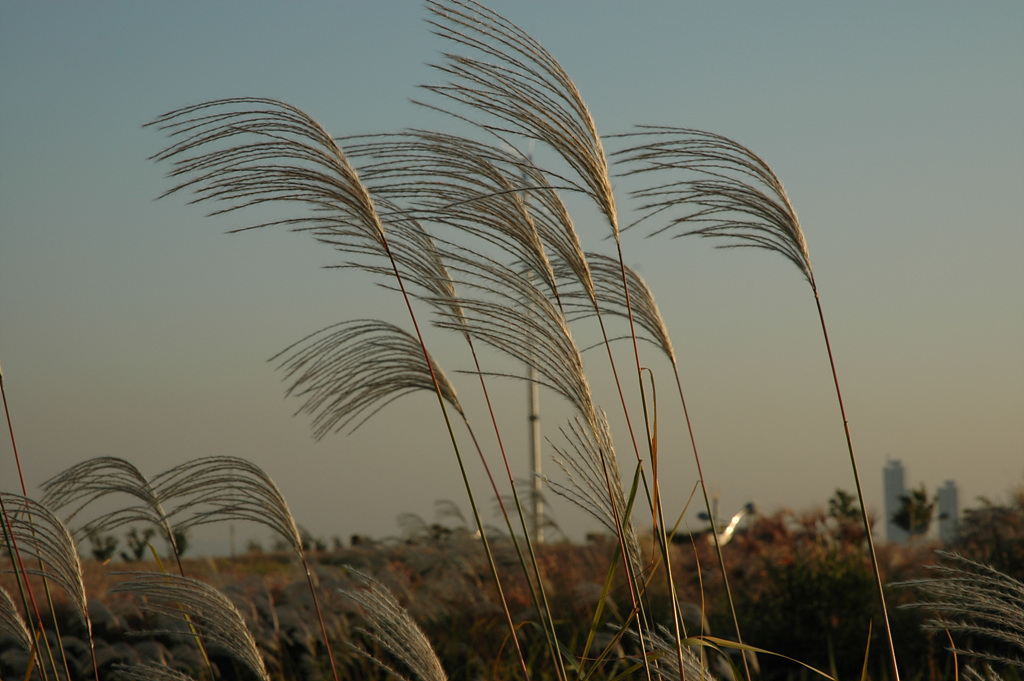 억새 - peder, Miscanthus sinensis var. purpurascens (Andersson) Rendle