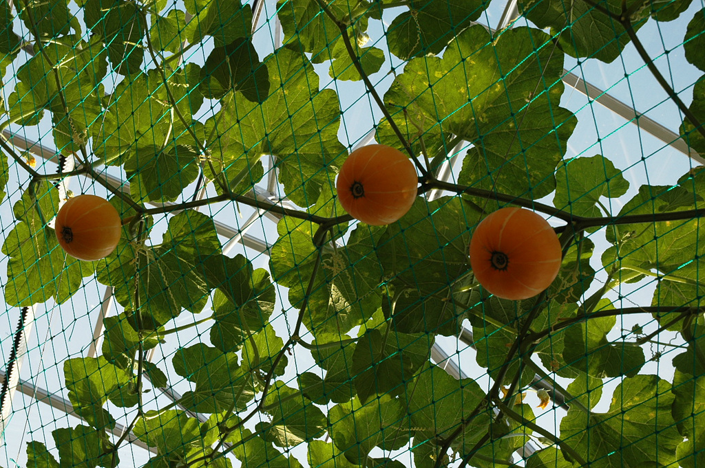 호박 - squash, Cucurbita moschata Duchesne
