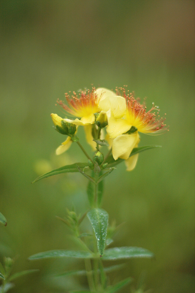 물레나물 - Hypericum ascyron
