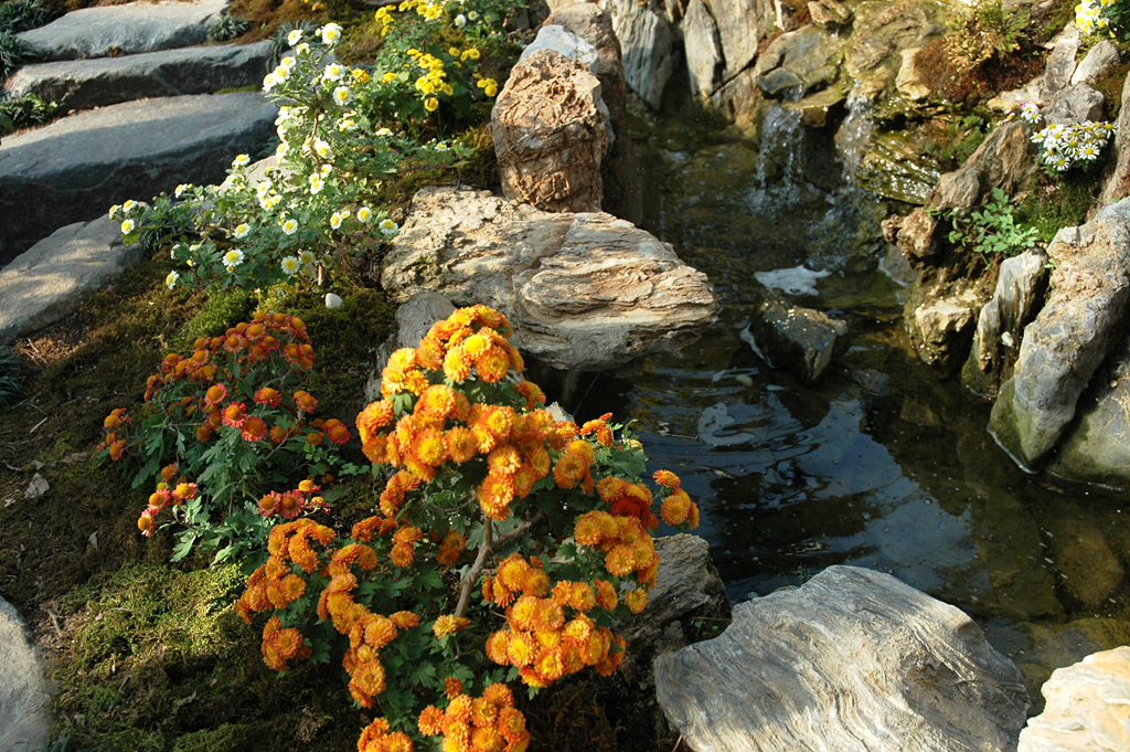 국화 - florist's daisy, hardy garden mum, Chrysanthemum morifolium Ramat.