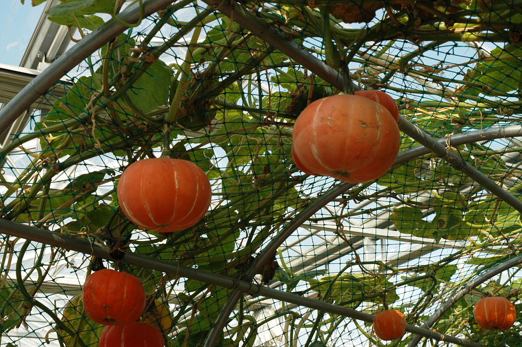 호박 - squash, Cucurbita moschata Duchesne