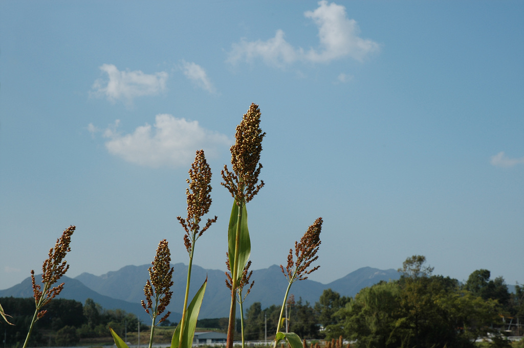 수수 - Sorghum bicolor (L.) Moench