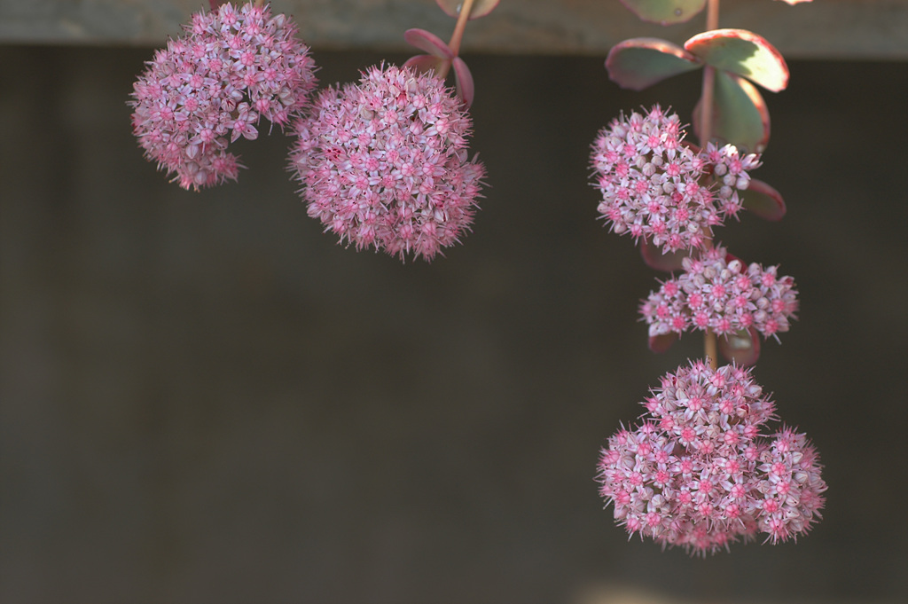 둥근잎꿩의비름 - Sedum rotundifolium