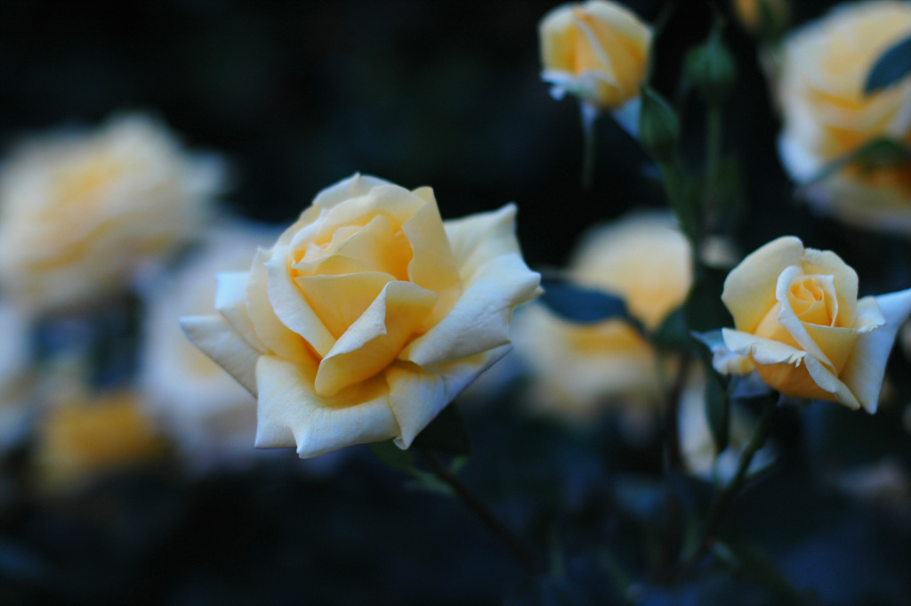 장미 - Rose, Rosa hybrida