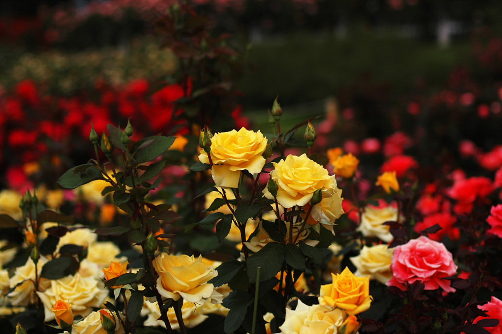 장미 - Rose, Rosa hybrida