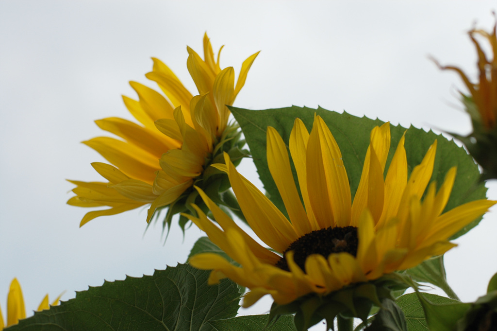 해바라기 - Sunflower, Helianthus annuus