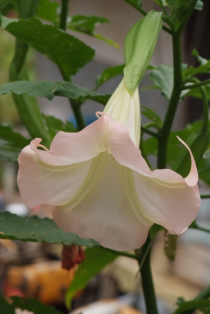 엔젤트롬펫 - Angels Trumpet, Growing Brugmansia