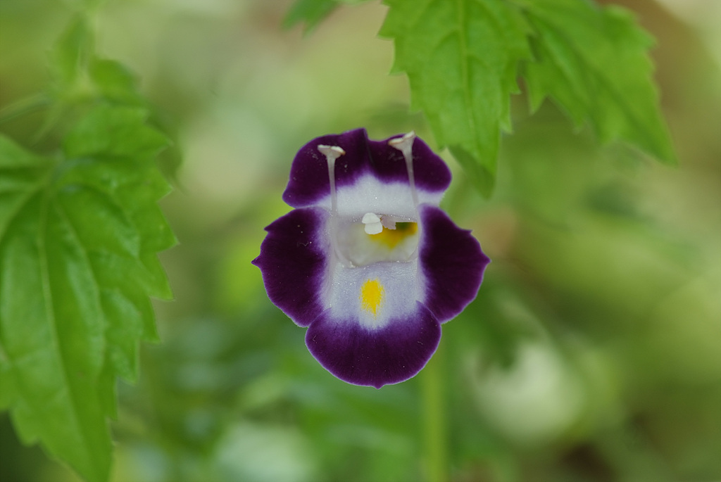 토레니아 - Torenia fournieri