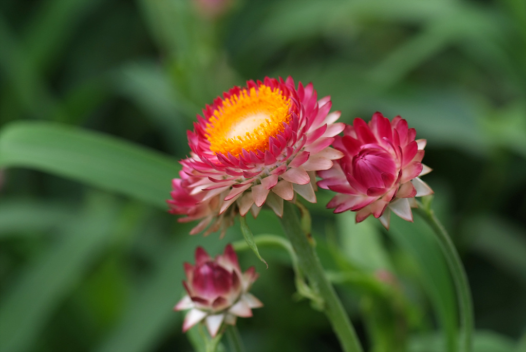밀짚꽃 - straw flower, Helichrysum bracteatum