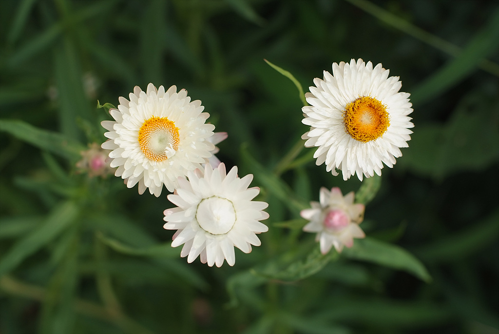 밀짚꽃 - straw flower, Helichrysum bracteatum