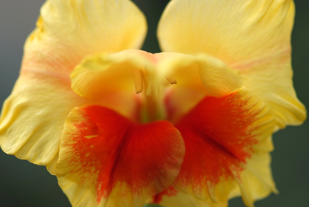 글라디올러스 - Gladiolus gandavensis Van Houtte