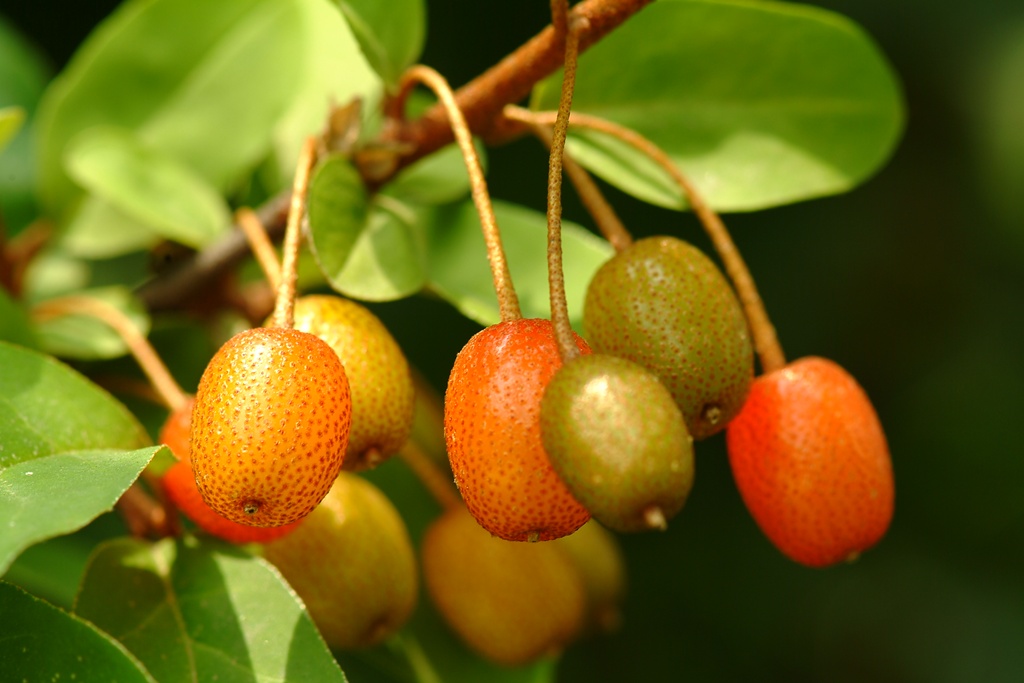 보리수나무 - Littleleaf linden tree, Elaeagnus umbellata Thunb.